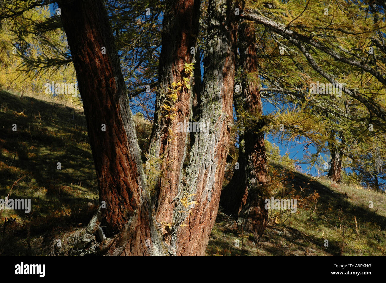 Subalpine Lärche Baum Larix Lyallii Autmn Herbst Farben gelb Nadeln Haute  Nendaz Kanton Wallis Schweizer Alpen der Schweiz Stockfotografie - Alamy