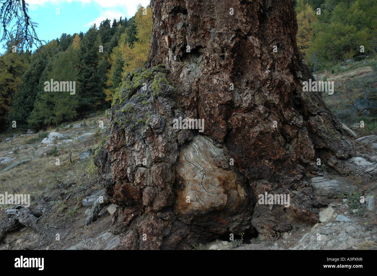 subalpine Lärche Baum Larix Lyallii Abse Baum mit Rinde Haute Nendaz Wallis Wallis Schweizer Alpen der Schweiz Stockfoto