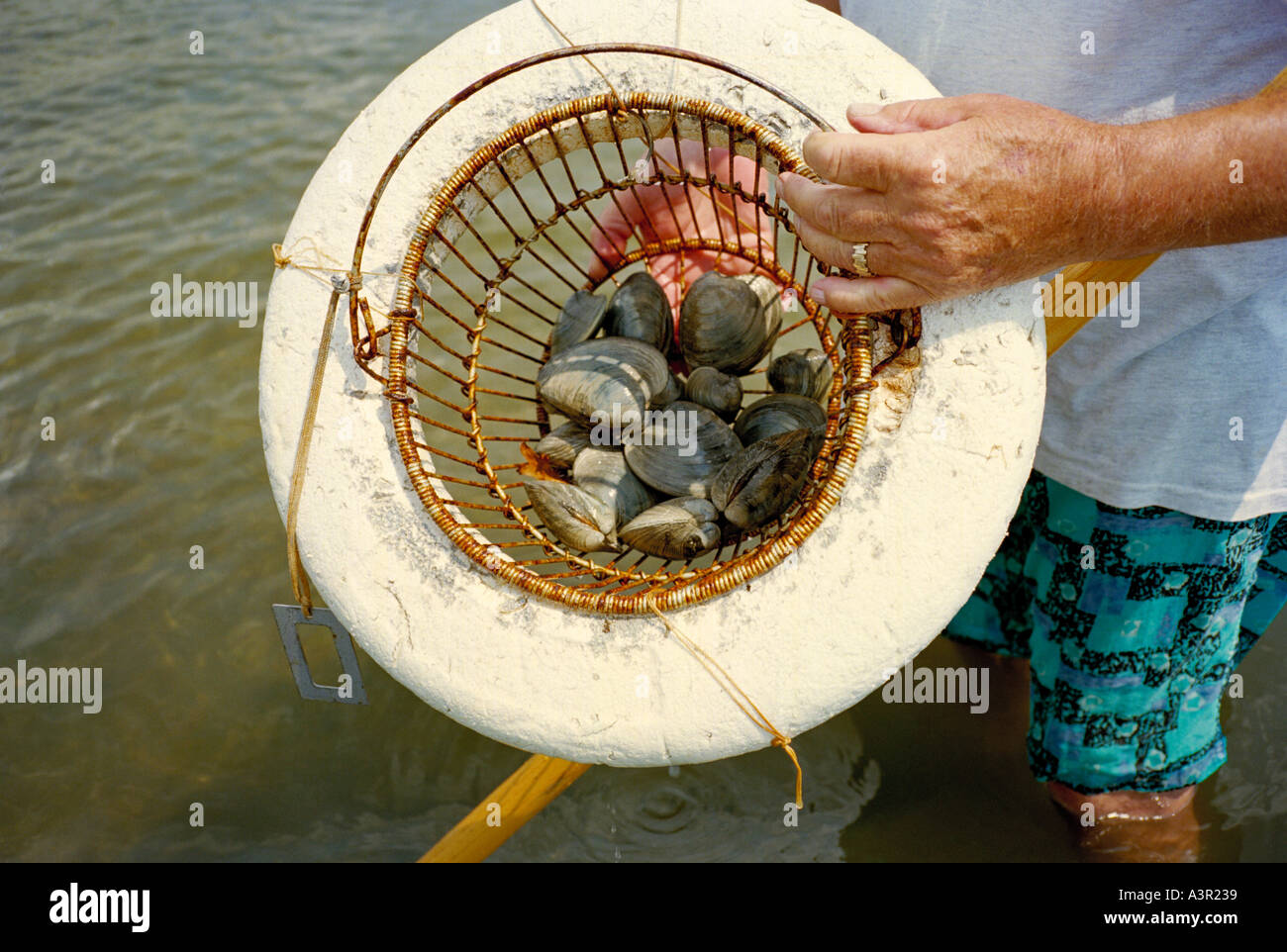 Ein spezielle schwimmende Korb ist für den Fang verwendet, wenn die Sand für Quahog Muscheln am Ufer des Buzzards Bay Cape Cod USA Rechen Stockfoto