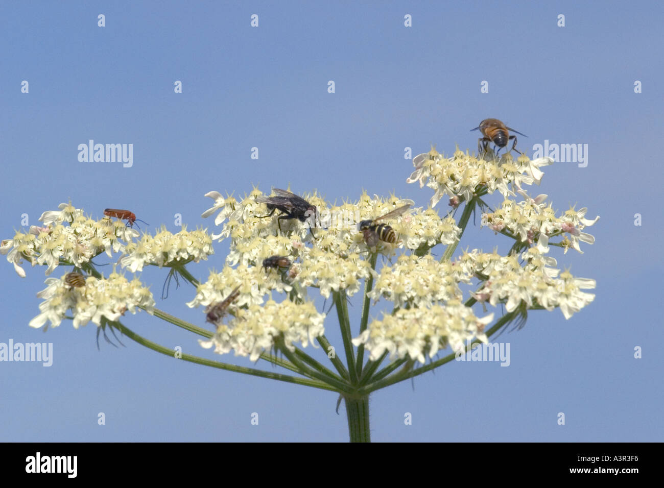 Schwebfliegen und fliegen auf einer Kuh Petersilie Anthriscus Sylvestris Chaerophyllum sylvestre Stockfoto