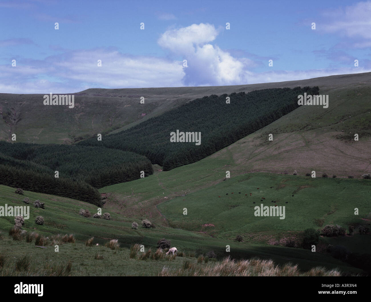 Schafe über Evangelium Pass in der Black Mountain über Heu auf Wye Wales und knapp unter Offa es Dyke, Stockfoto