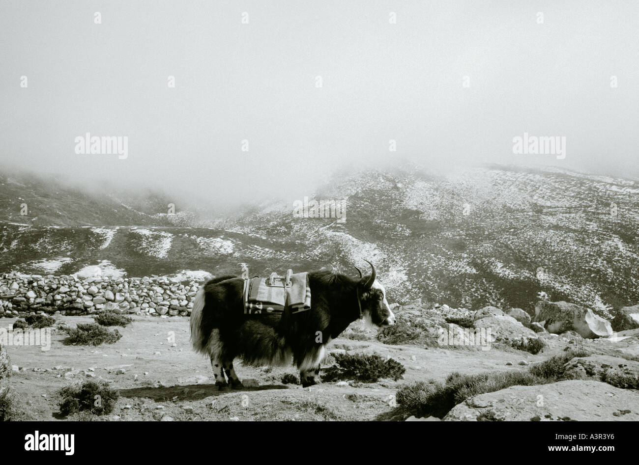 Welt reisen Himalaya. Yaks in den Ausläufern des Himalayas in Nepal in Asien. Natur Landschaft Abenteuer Fernweh Eskapismus Stockfoto