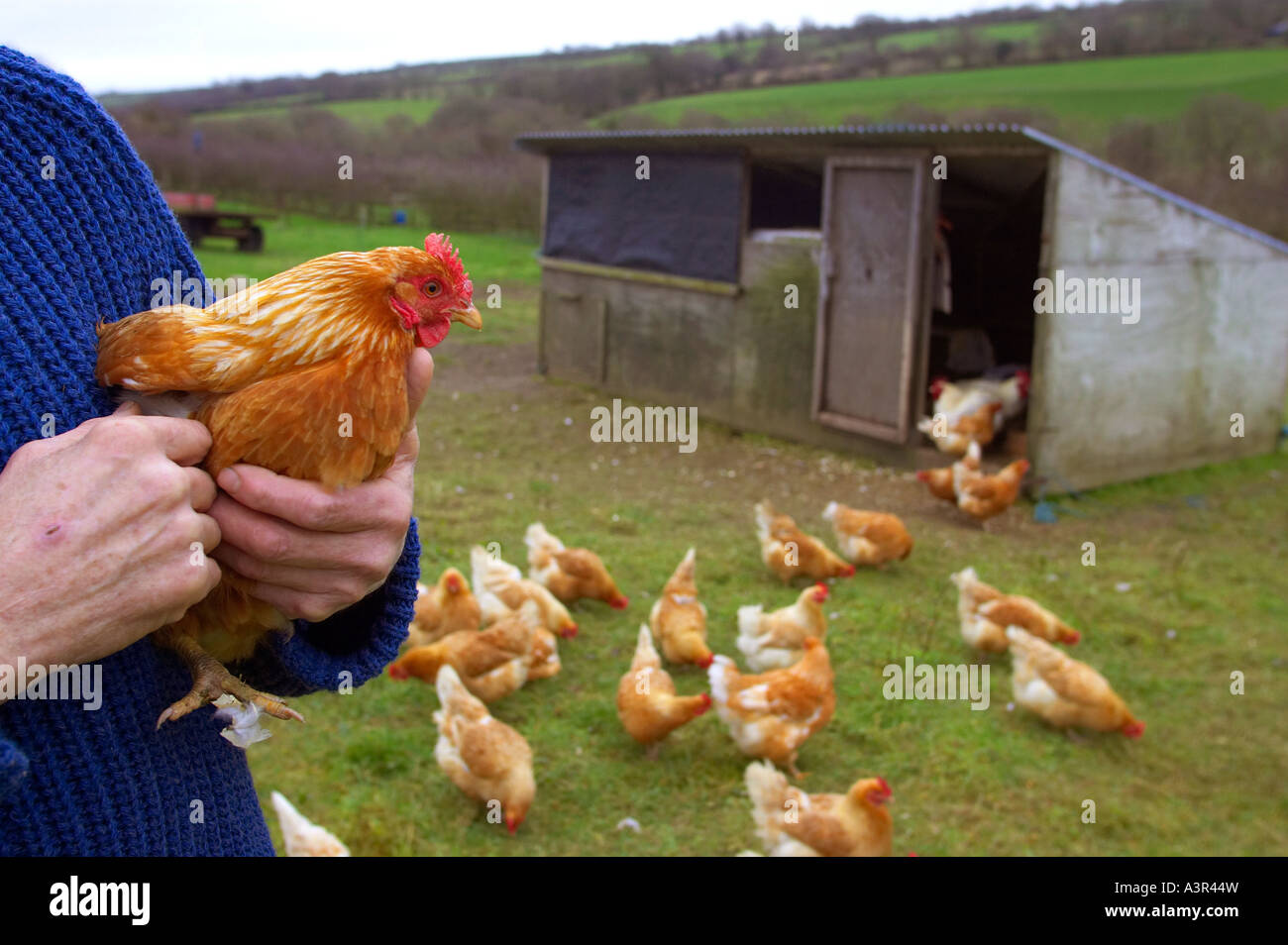 Bio-Hühner aufgezogen in der Nähe von Holsworthy in North Devon, UK. Stockfoto