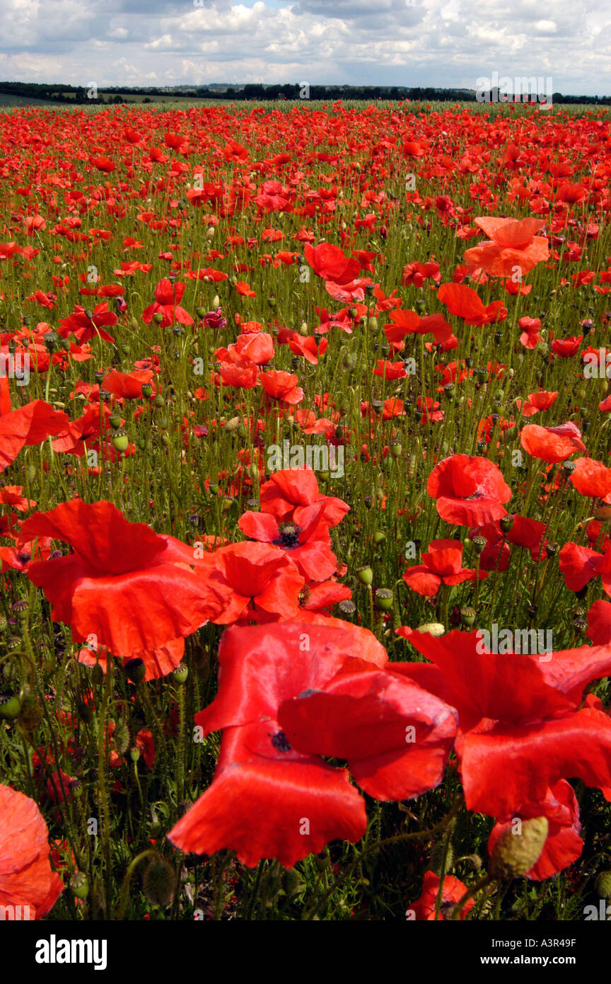 Bereich der Mohn Hampshire UK Stockfoto