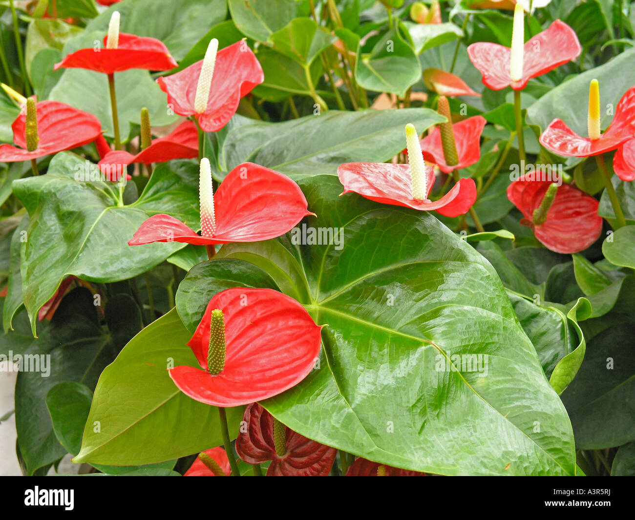Flamingoblume anthurium sp Fotos und Bildmaterial in hoher Auflösung