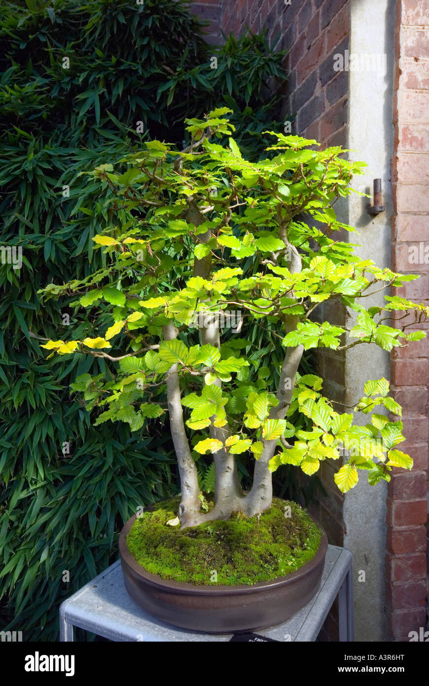 Bonsai Buche Baum Kunst der Miniatur-Bume wachsen Stockfotografie - Alamy
