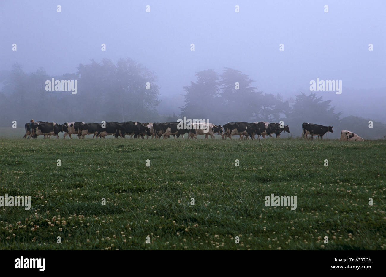 Reihe von Kühen im Feld Stockfoto