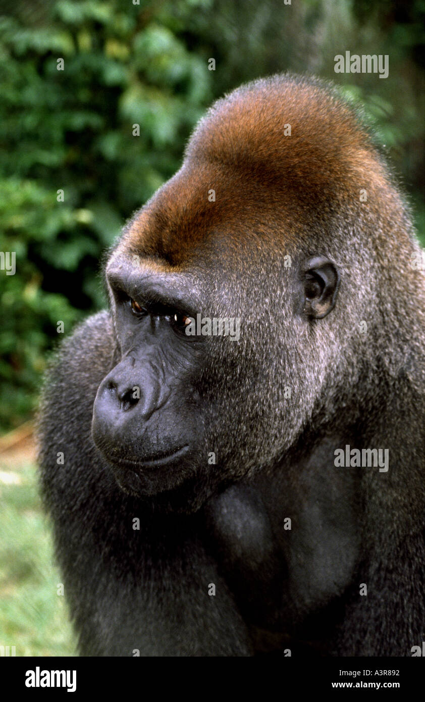 Western Lowland Gorilla Ivindo National Park Gabun Westafrika Stockfoto