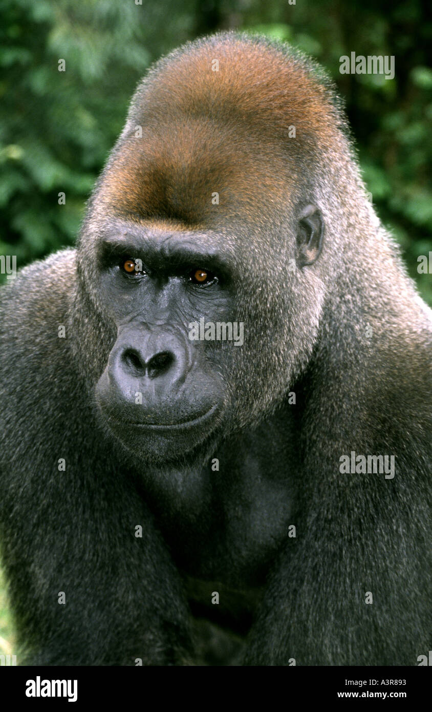 Western Lowland Gorilla Ivindo National Park Gabun Westafrika Stockfoto