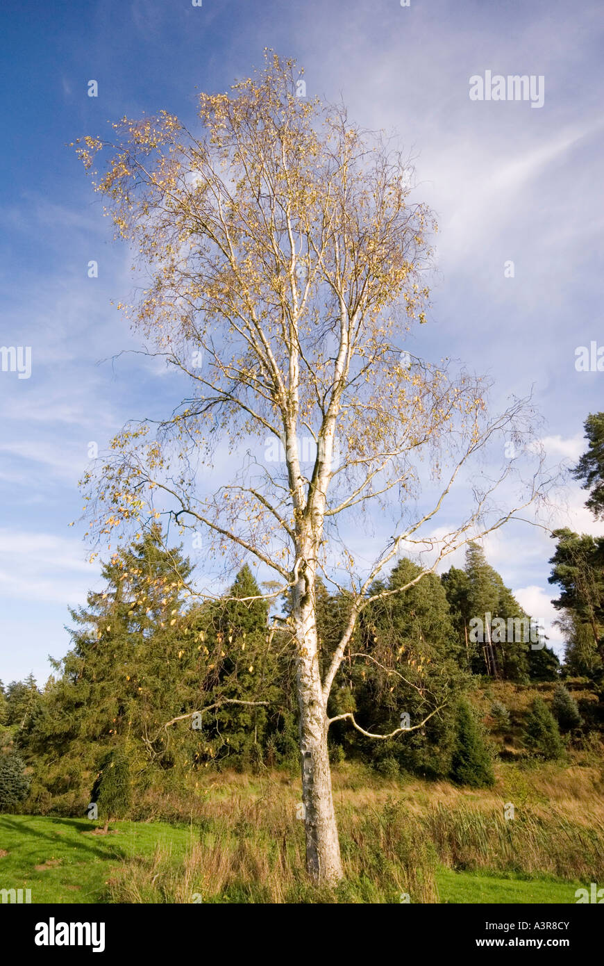 Silver Birch Herbst Bedgebury National Pinetum Kent UK Stockfoto