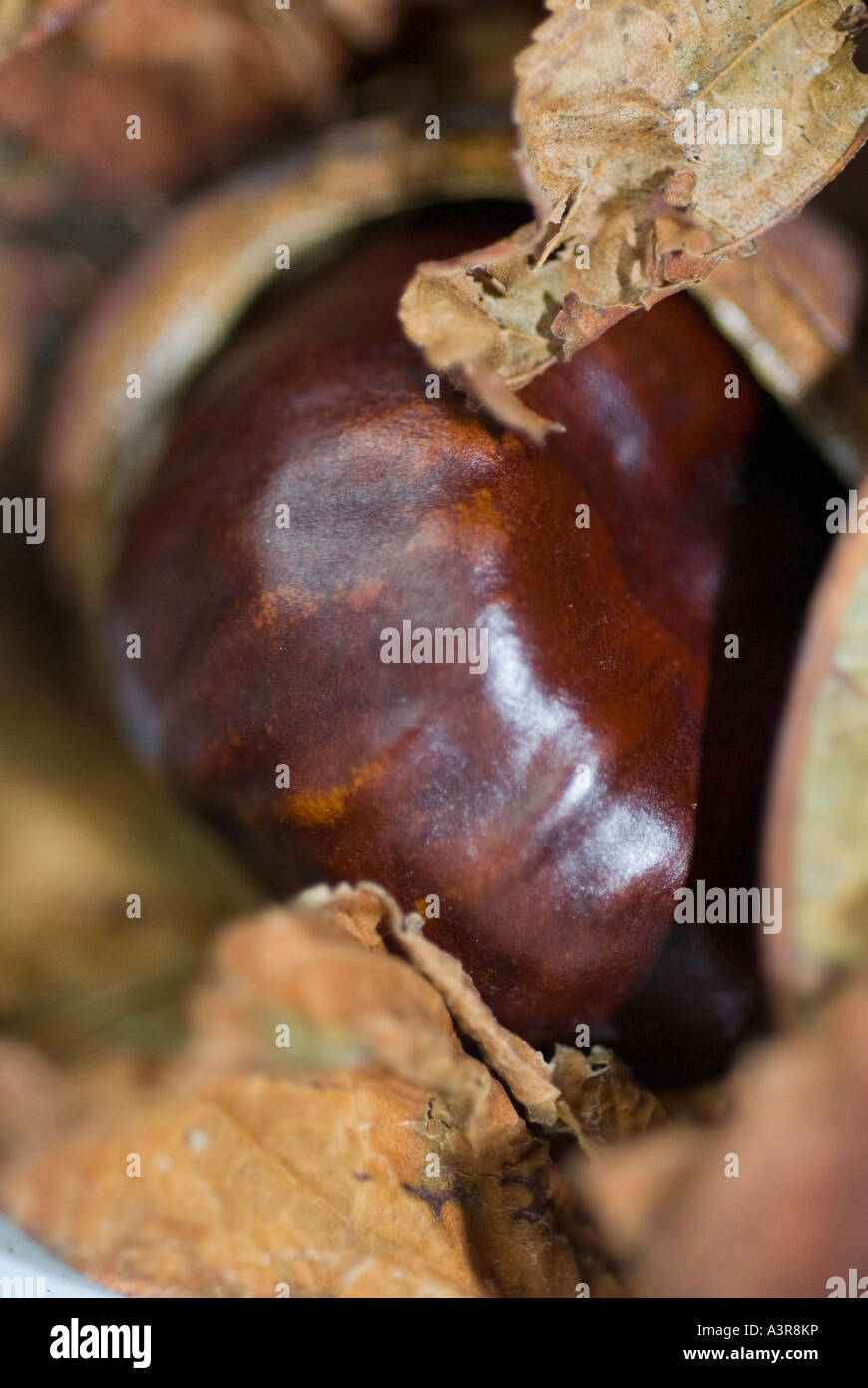 Conkers und shell Stockfoto