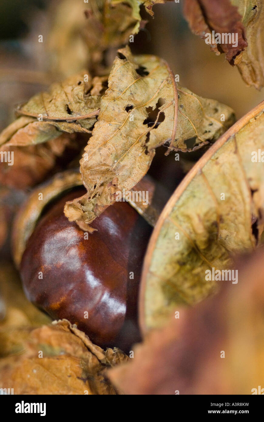 Conkers und shell Stockfoto
