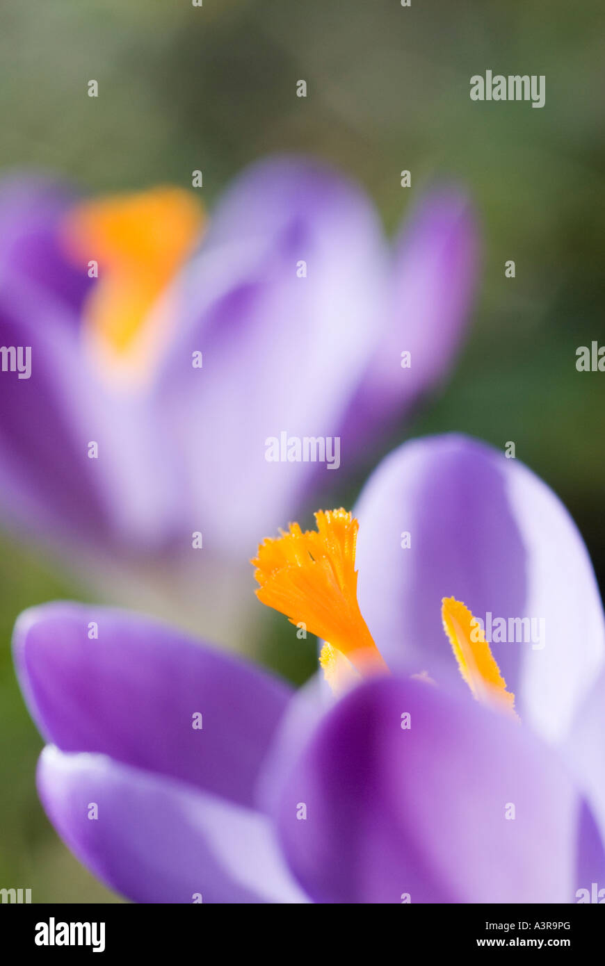 lila Feder Crocus Vernus Vernus Stockfoto