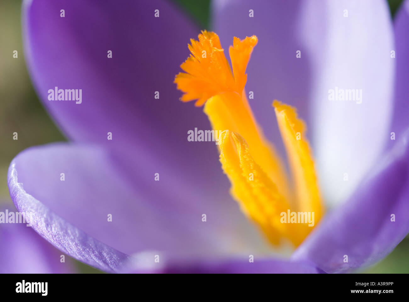 Stamm der Flieder Frühling Crocus Vernus Vernus Stockfoto