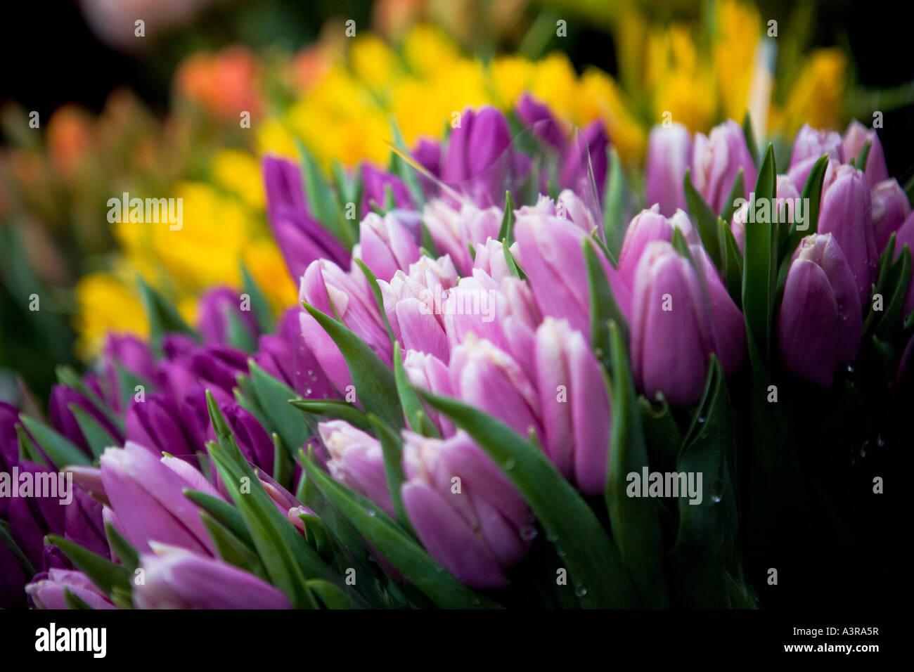Tulpen auf einer Blume Stall in London Borough market Stockfoto
