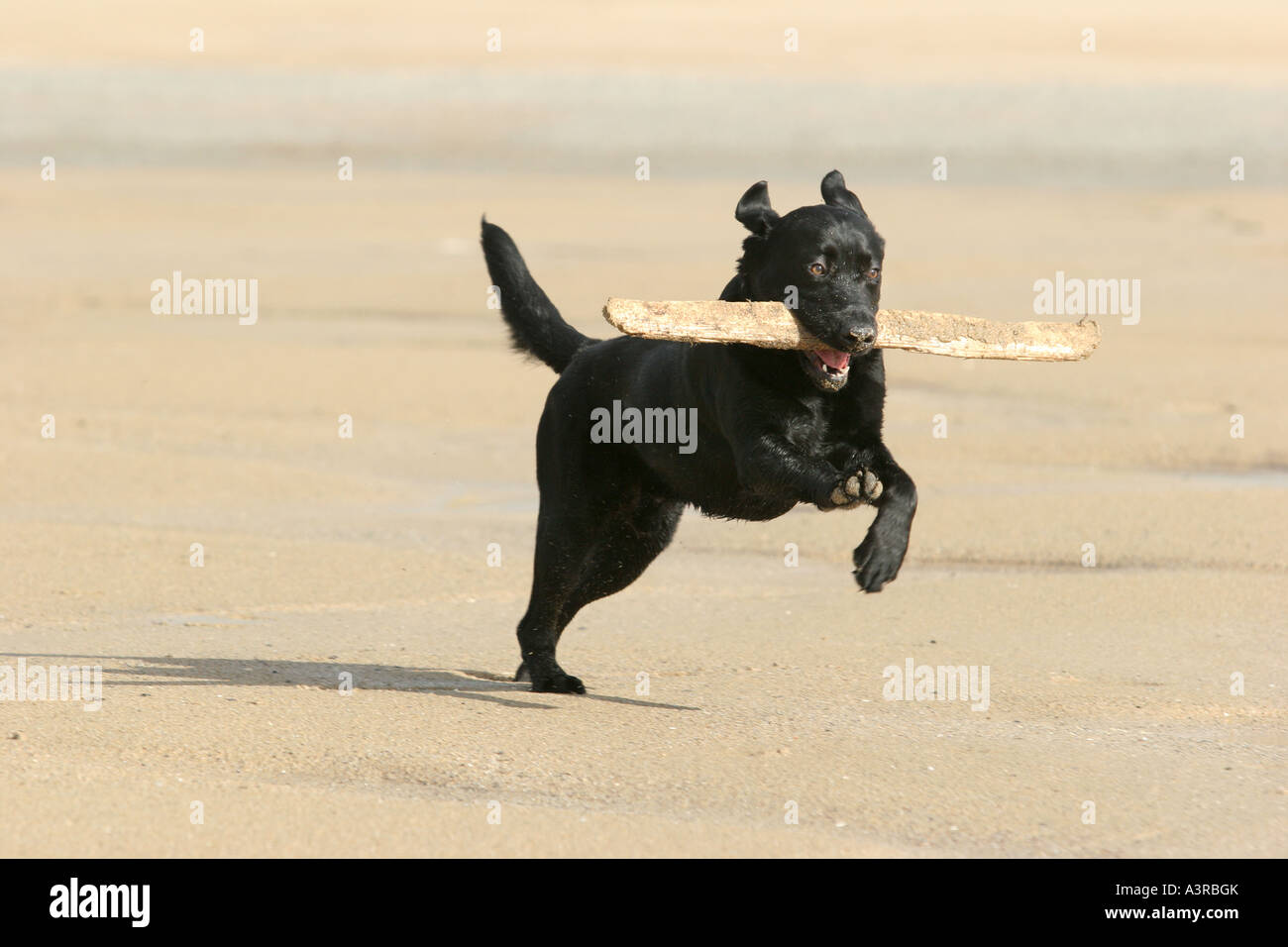 Ein schwarzer Labrador läuft mit einem Stock im Maul an einem Strand. Stockfoto