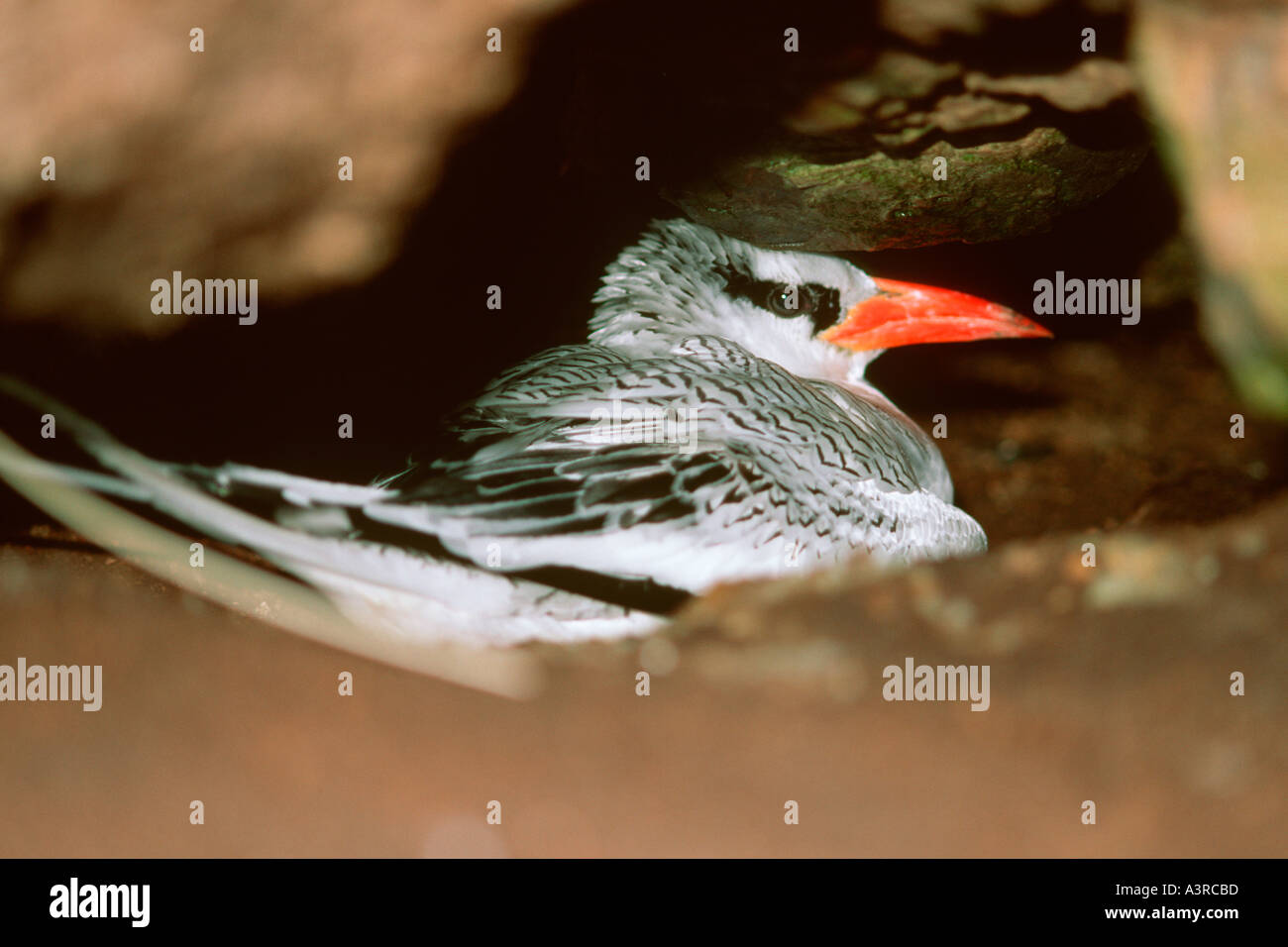 Rot in Rechnung gestellt tropischen Vogel Phaethon Aethereus in Verschachtelung Höhle Siriba Insel Abrolhos national marine Sanctuary Bahia Brasilien Stockfoto