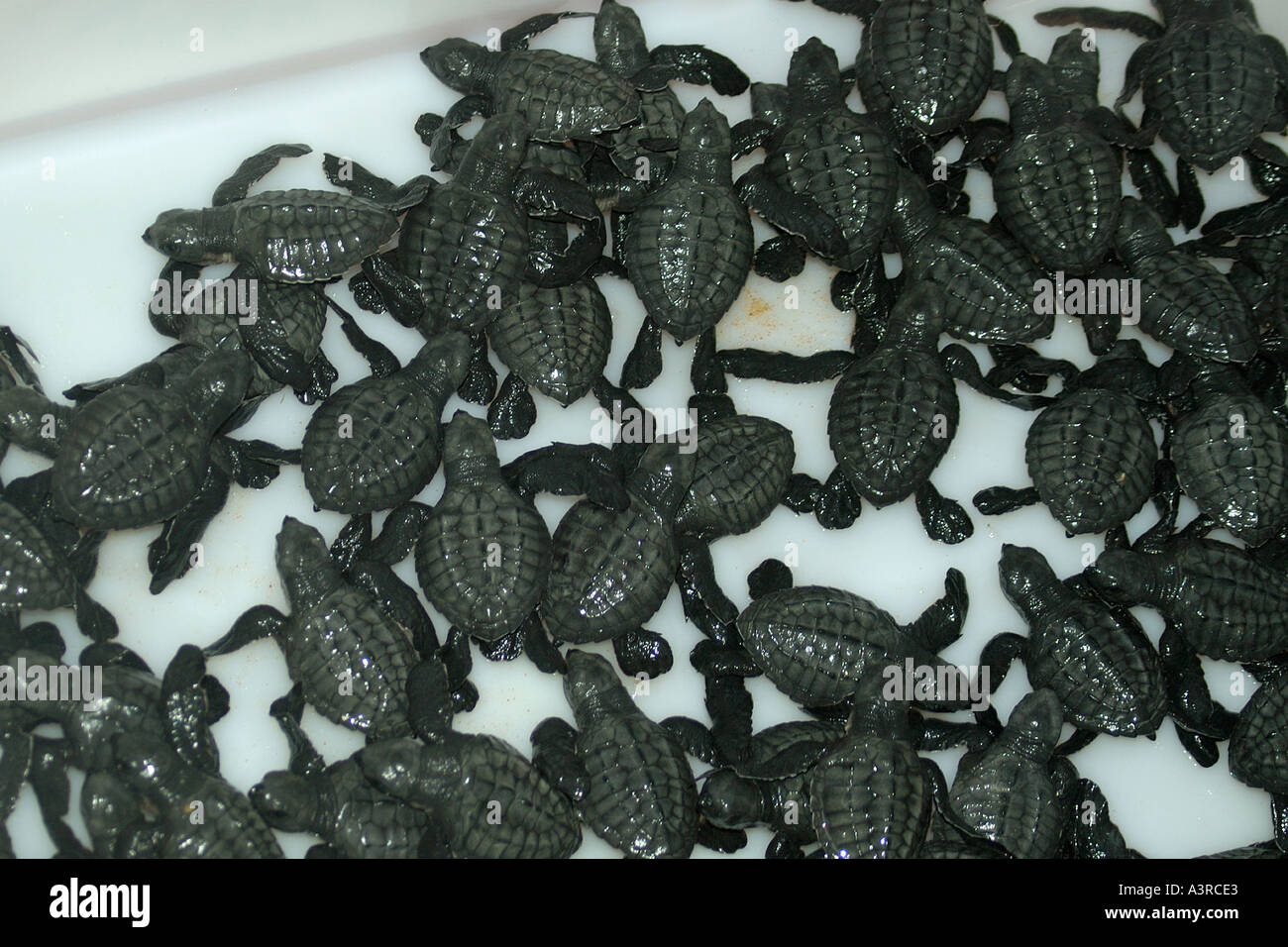 Kupplung von Olive Ridley Turtle Schraffuren Lepidochelys Olivacea bereit, in den Ozean Bahia Brasilien (Gefangenschaft) freigegeben werden Stockfoto