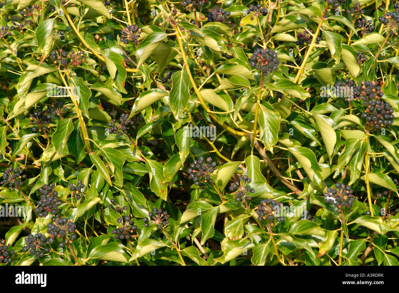 Strauch Efeu (Hedera) mit Clustern von schwarzen Beeren im Winter. Stockfoto