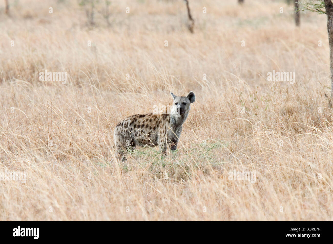 Gefleckte Hyänen (Crocuta Crocuta) in Serengeti Nationalpark, Tansania, Afrika Stockfoto