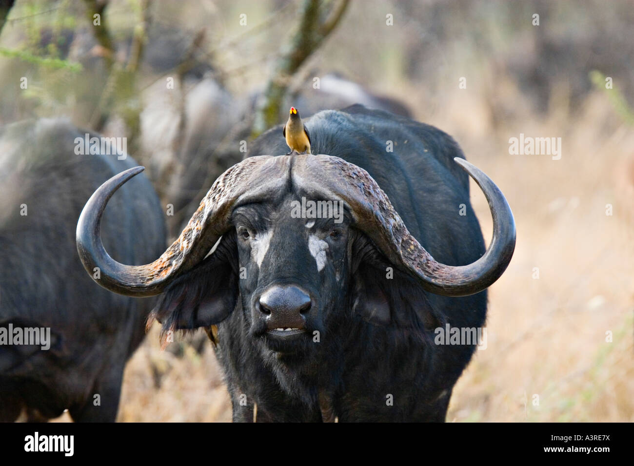 Afrikanischer Büffel (Syncerus Caffer) mit Oxpecker (Buphagus Erythrorhynchus) auf den Kopf im Serengeti Nationalpark, Tansania, Af Stockfoto