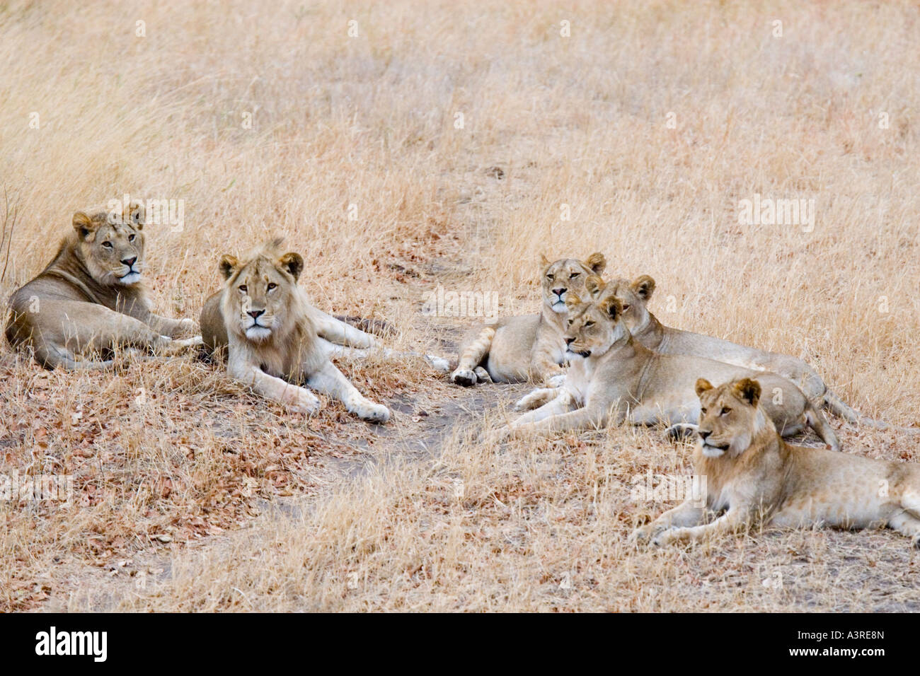 Gruppe von Löwen (Panthera Leo) im Serengeti Nationalpark, Tansania, Afrika Stockfoto