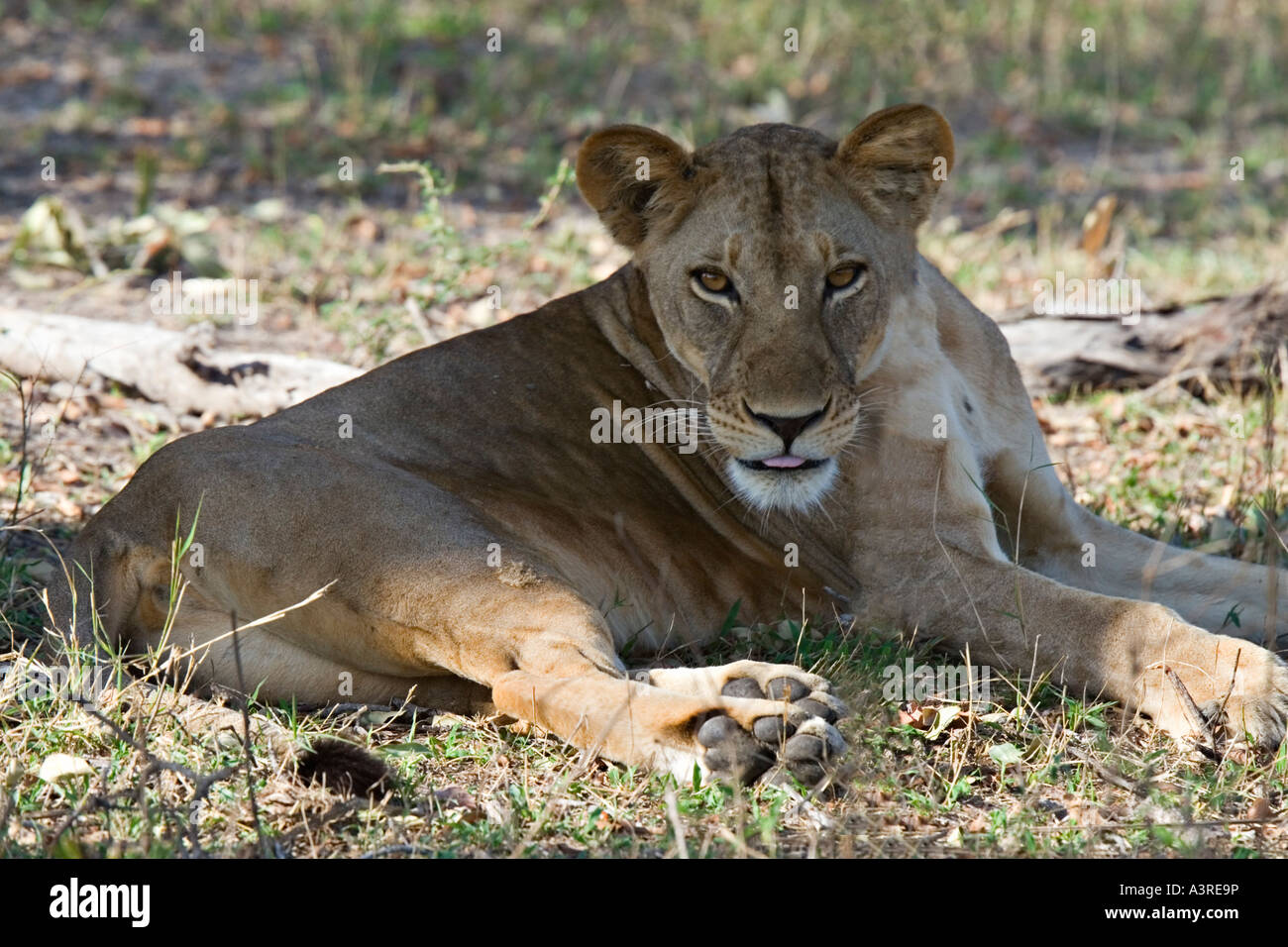 Löwe (Panthera Leo) im Selous Game Reserve, Tansania, Afrika Stockfoto