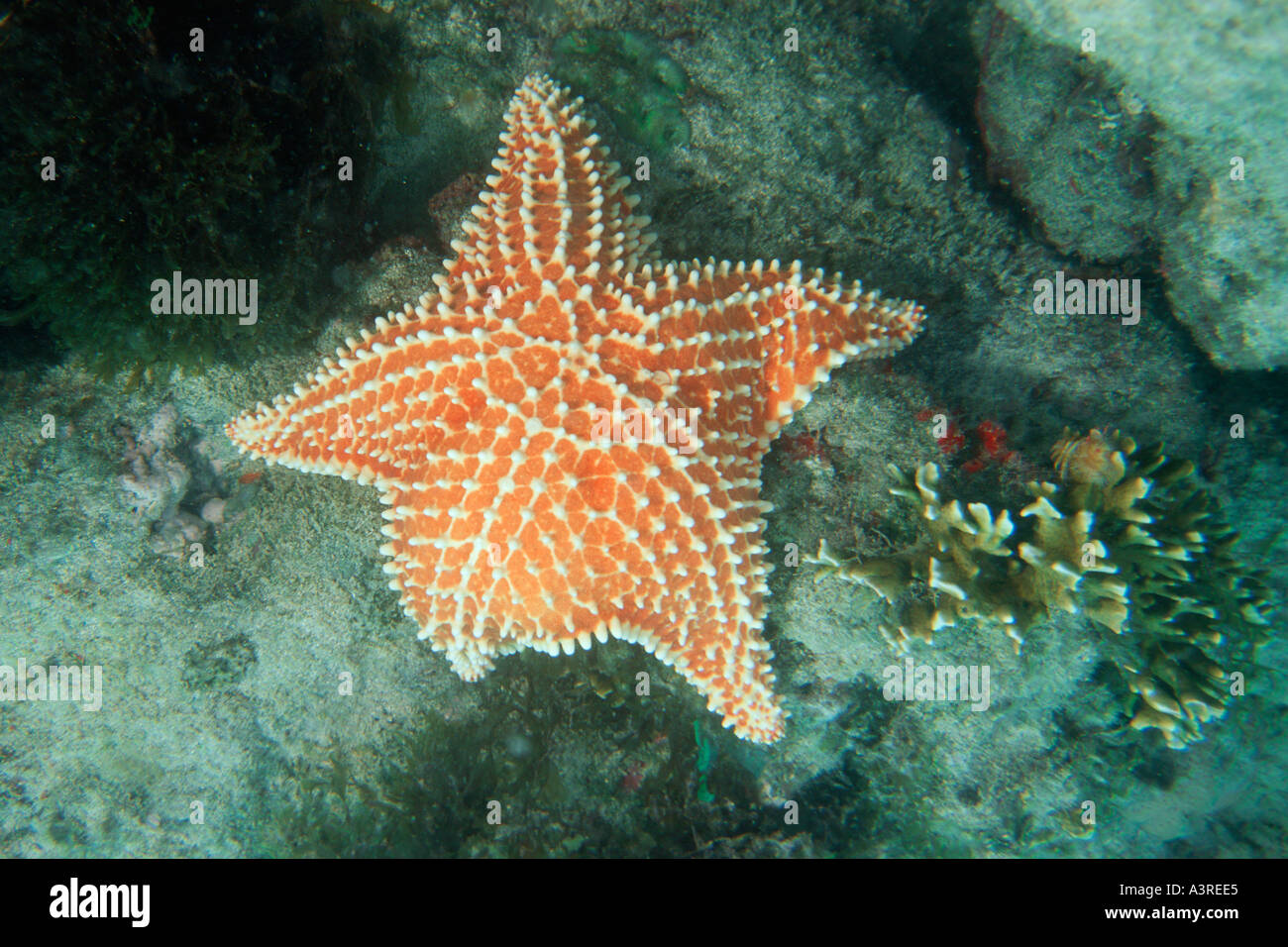 Kissen-Seestern Oreaster Reticulatus Abrolhos National Marine Sanctuary Bahia Brasilien South Atlantic Stockfoto