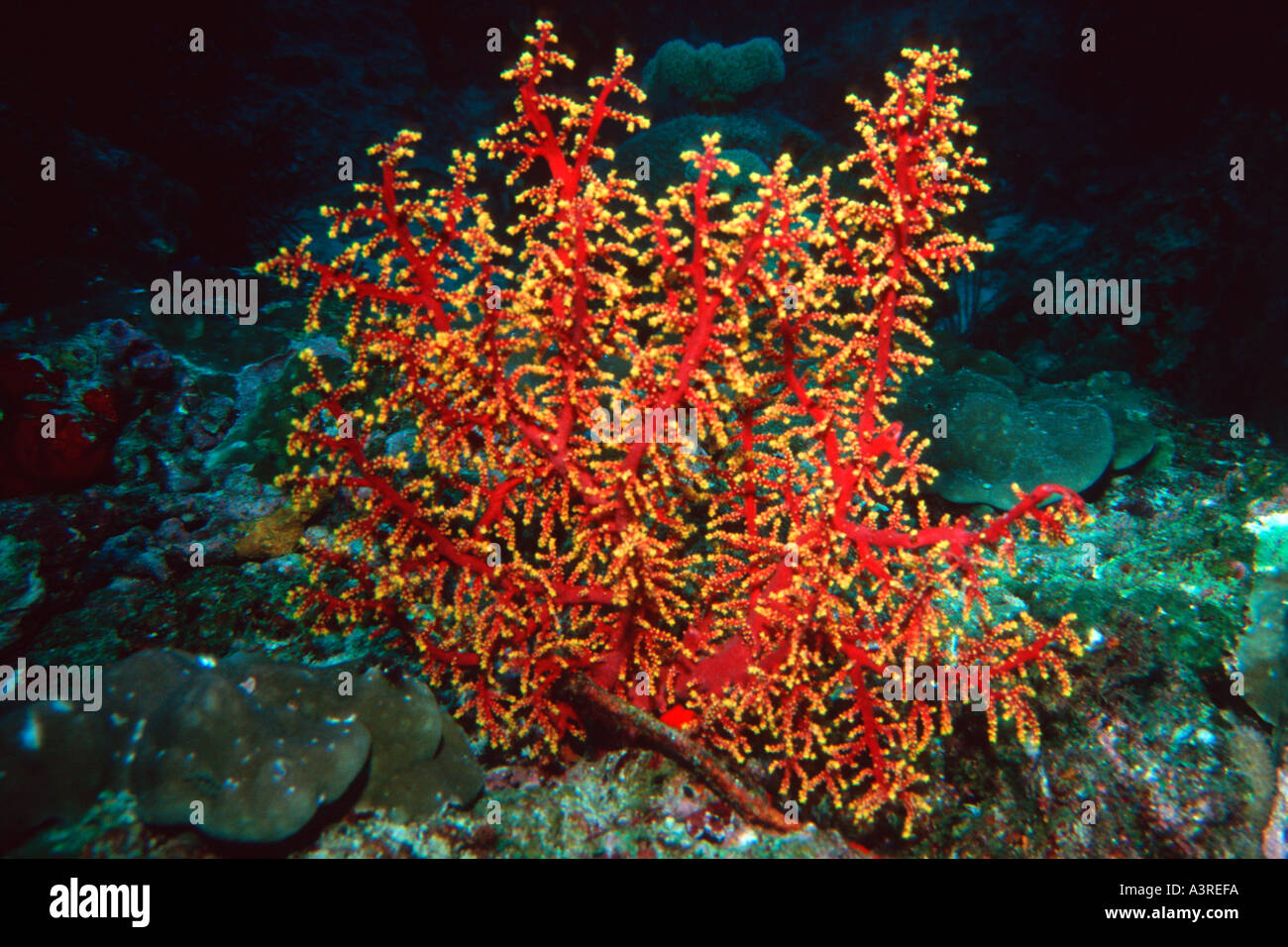 Weiche Korallen Siphonogorgia sp Similan Islands marine Sanctuary Thailand-Andamanensee Stockfoto