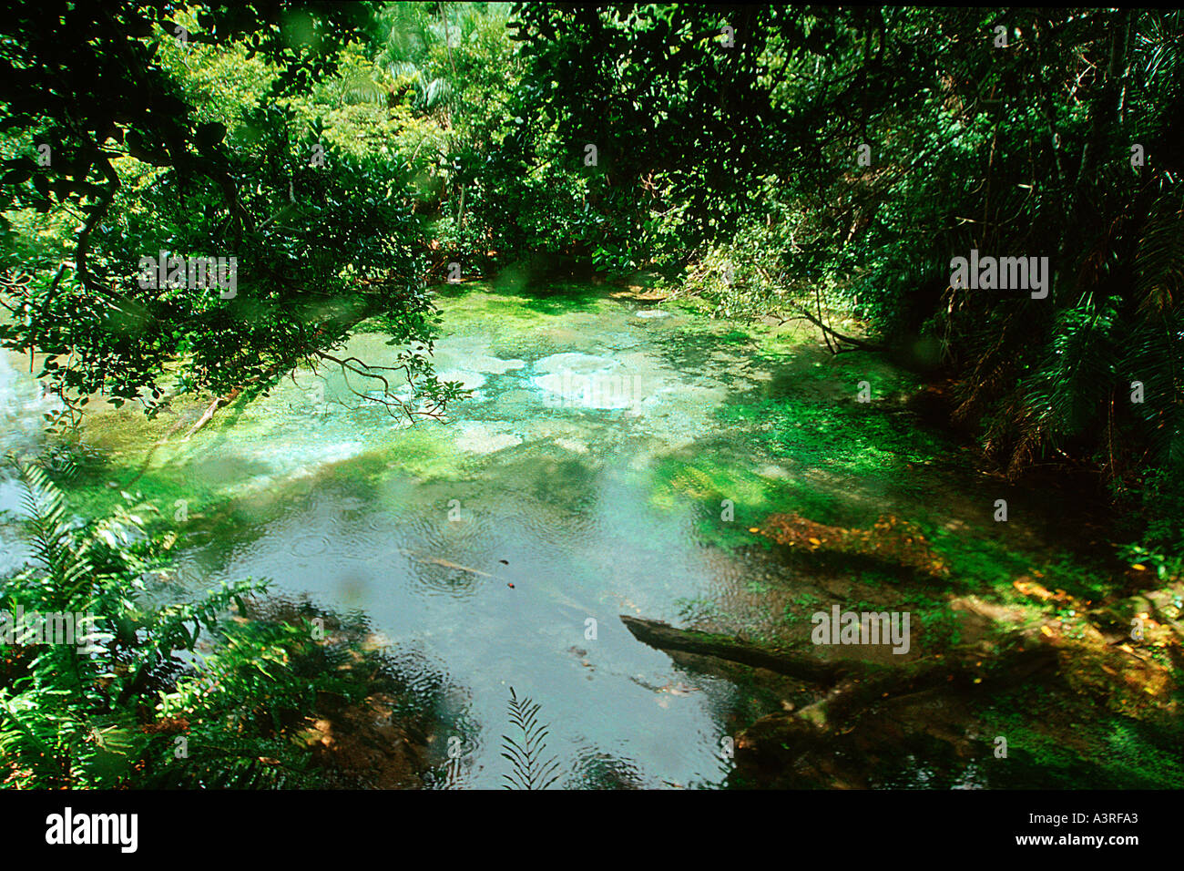 Natürliche Süßwasserquelle Sucuri Fluss Bonito Mato Grosso do Sul Brasilien Stockfoto