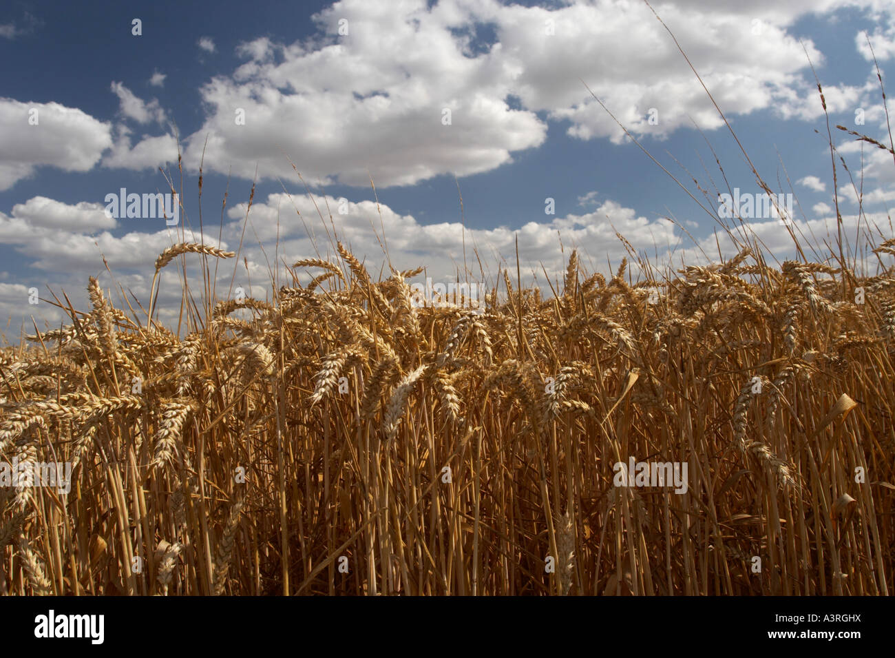 Unter einem Sommerhimmel reifen Ähren Stockfoto