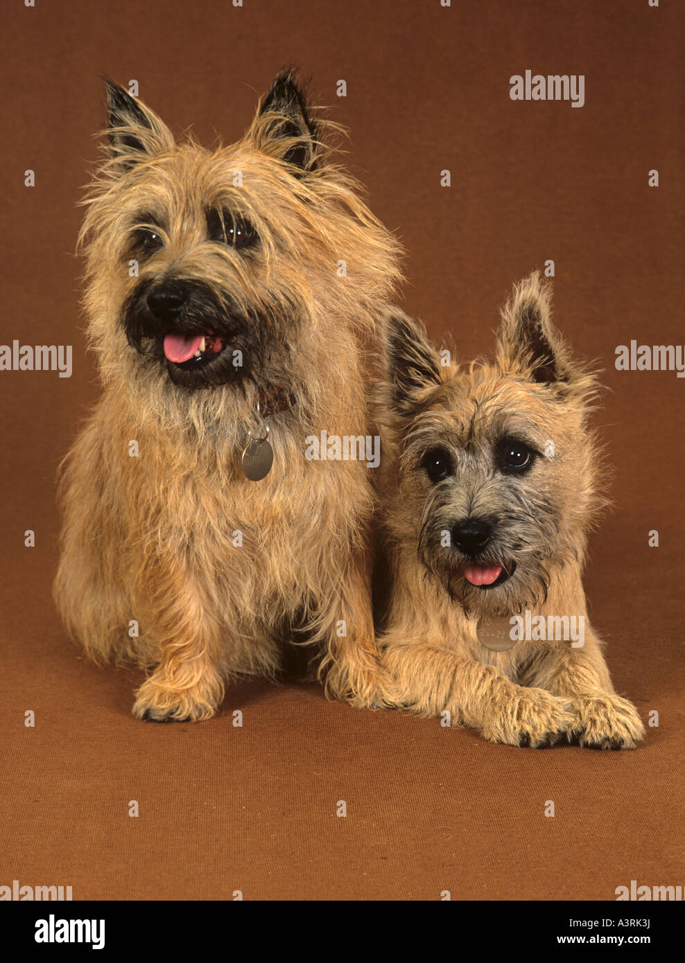 Cairn Terrier sitzend Stockfoto