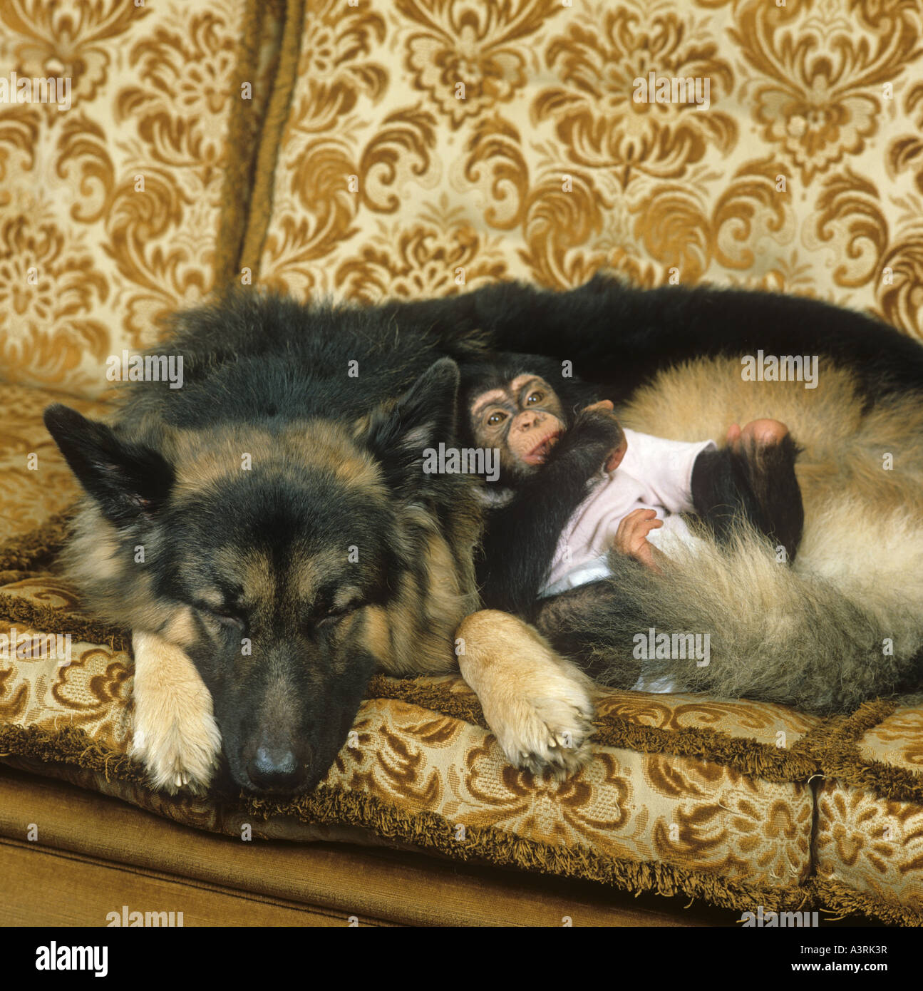 Deutscher Schäferhund und Baby Schimpanse Stockfoto