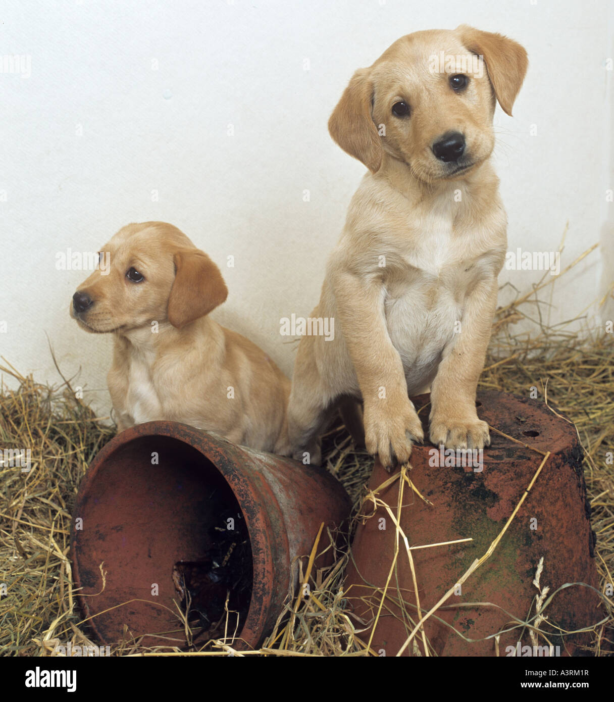 Gelber Labrador Welpen & Töpfe Stockfoto