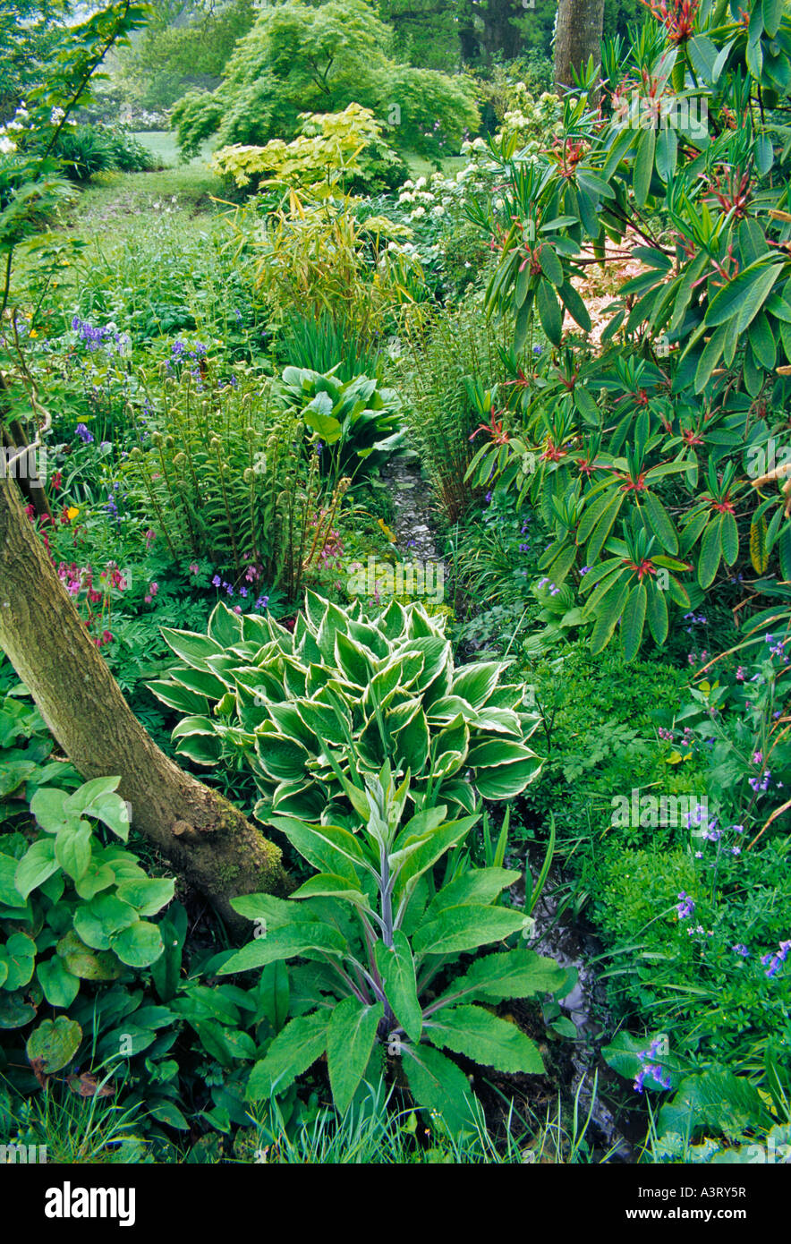 EIN WALD-DATENSTROM MIT HOSTA, DIGITALIS (FINGERHUT) RHODODENDRON UND FARNE  Stockfotografie - Alamy