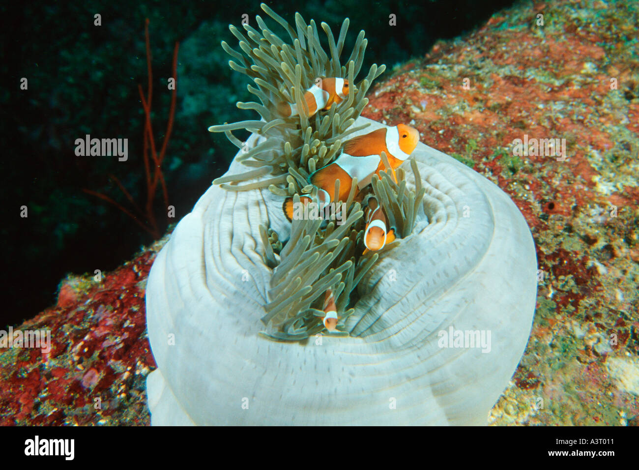 Familie von falscher Clown Anemonenfischen Amphiprion Ocellaris Zuflucht in Seeanemone Similan Inseln Heiligtum Thailand Stockfoto