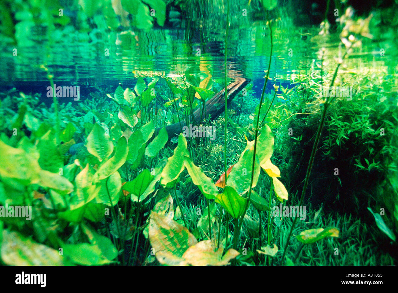 Süßwasserpflanzen im nationalen Süßwasserquelle Konserve Aquario natürliche Bonito Mato Grosso do Sul Brasilien Stockfoto