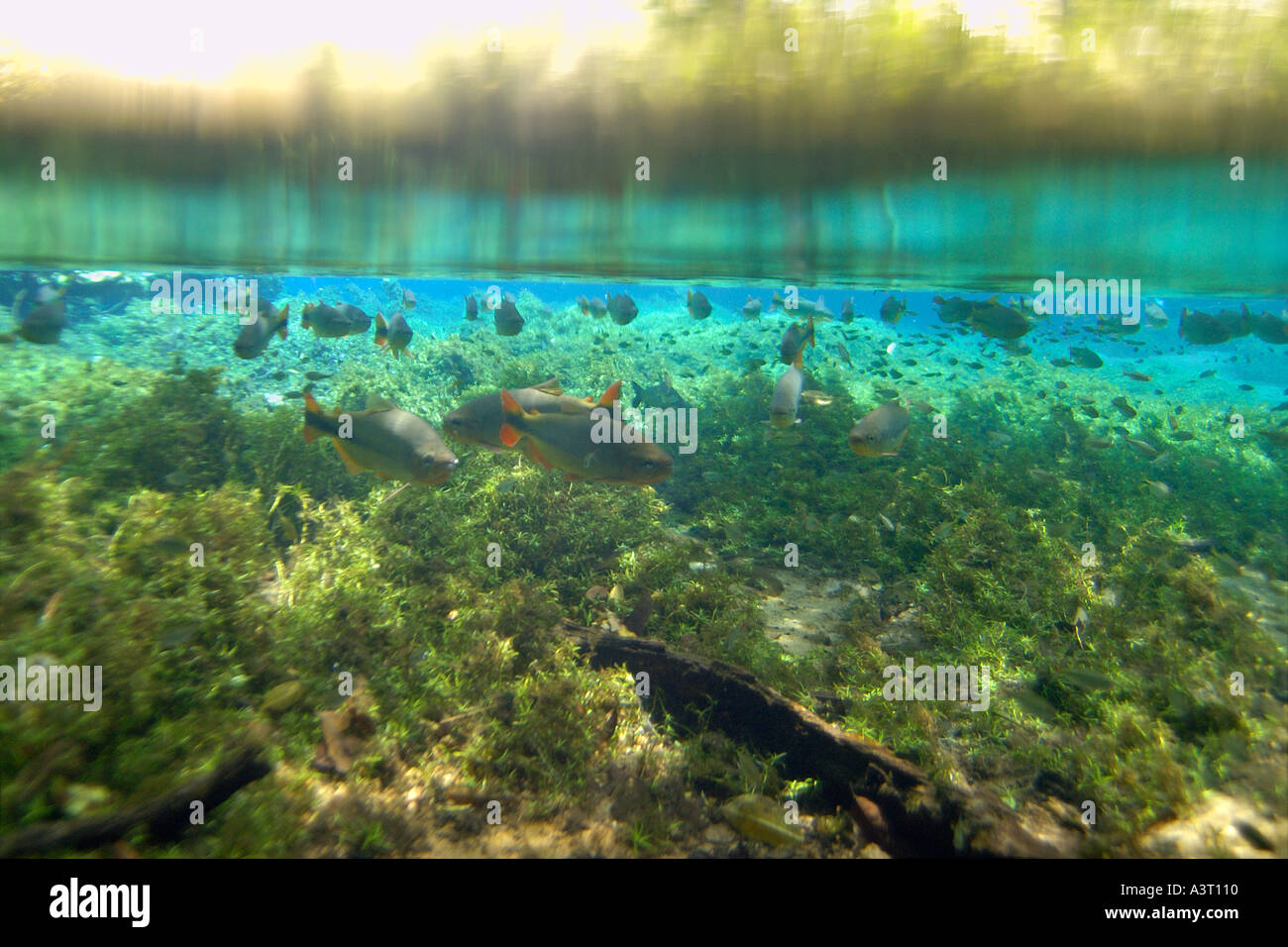 Piraputangas Schwimmen gegen Fluss Fluss Brycon Hilarii in nationalen Süßwasserquelle bewahren Bonito Brasilien Stockfoto