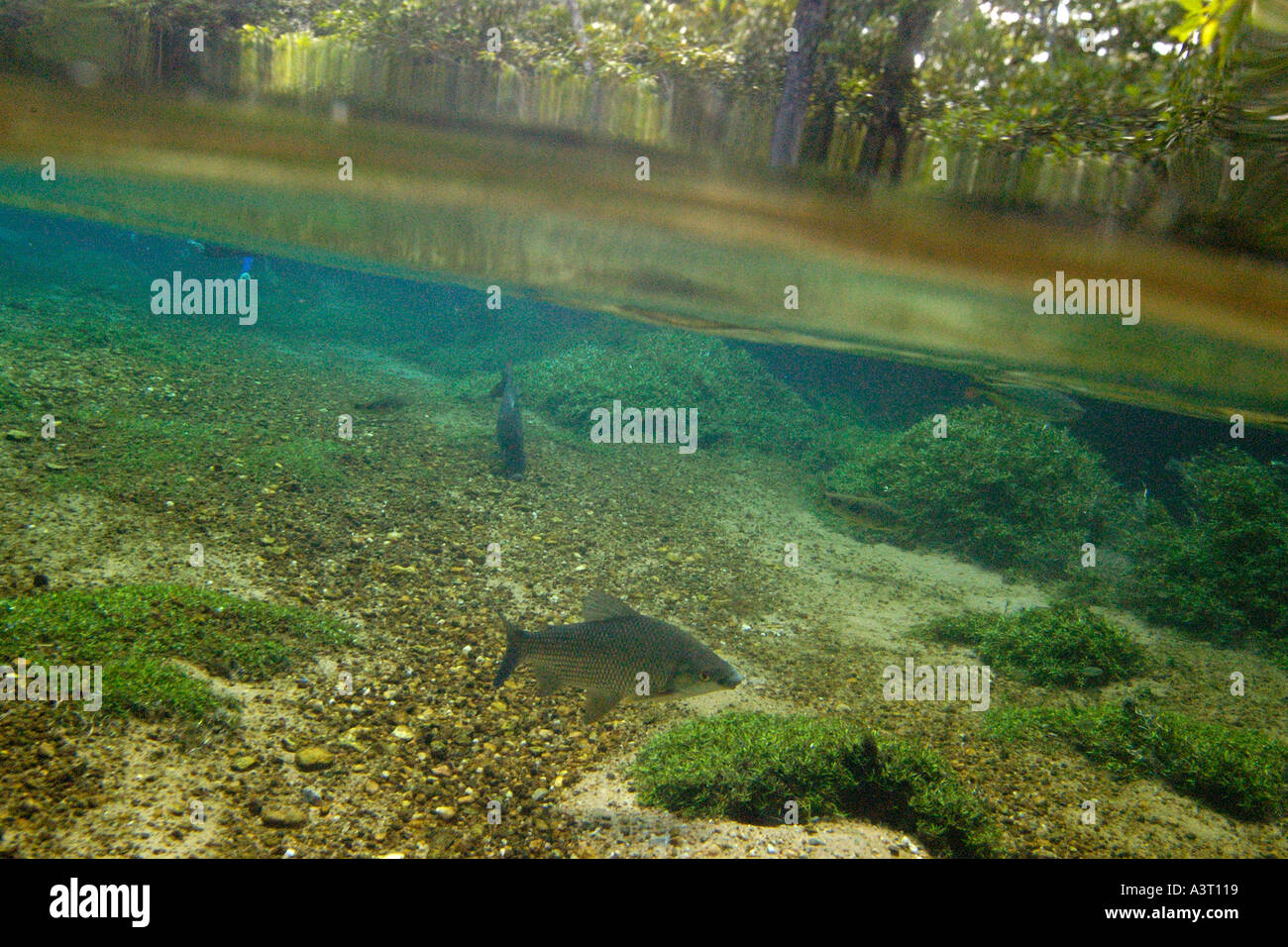 Curimbata Prochilodus Lineatus auf Stream unten natürliche Süßwasserquelle bewahren Prata Fluss Bonito Mato Grosso Do Sul, Brasilien Stockfoto