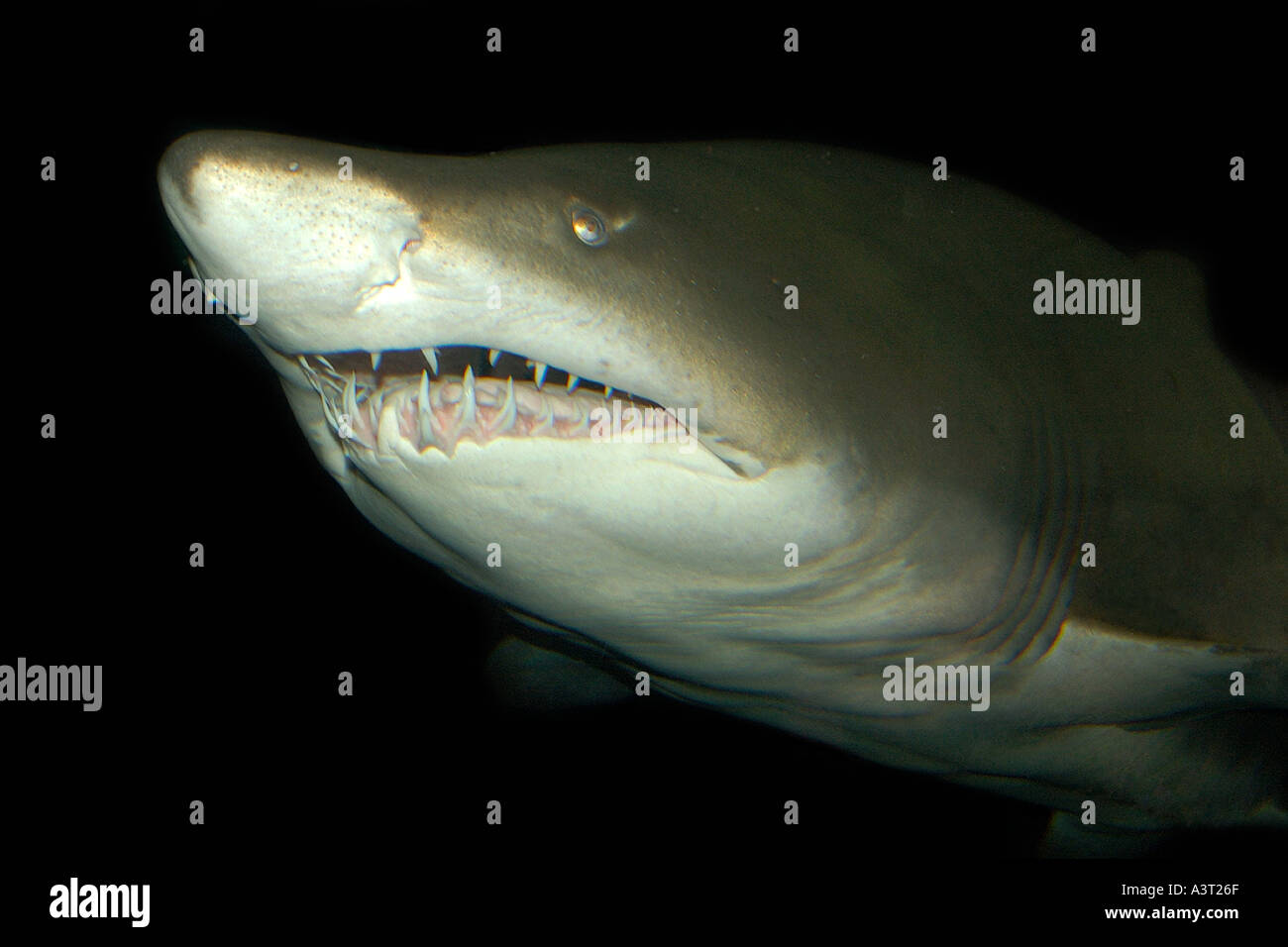 Sand Tigerhai Carcharias Taurus in warmen Meeren weltweit Foto in Gefangenschaft gefunden Stockfoto