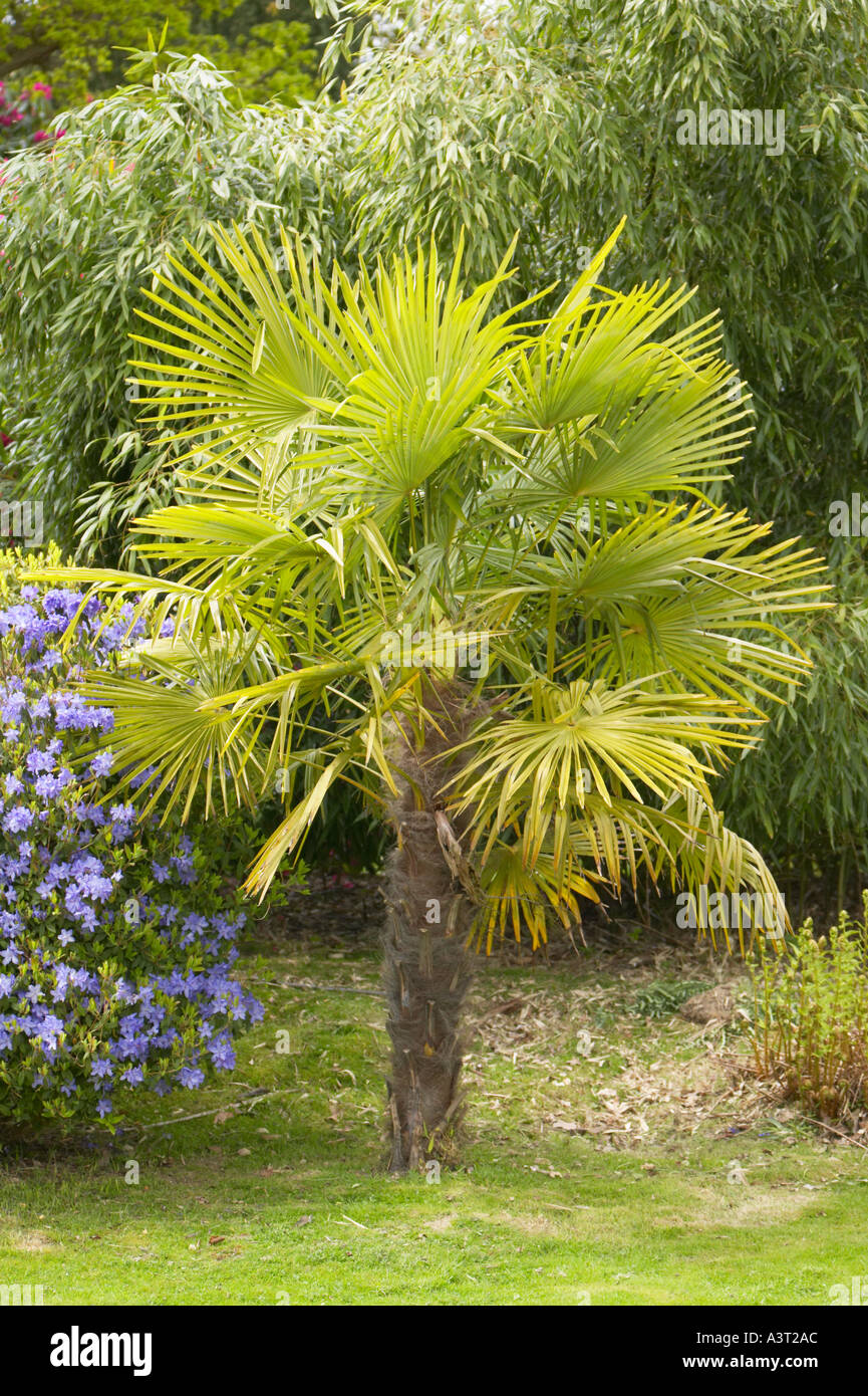 Chusan Palme wächst in einem englischen Garten, Sussex Stockfoto