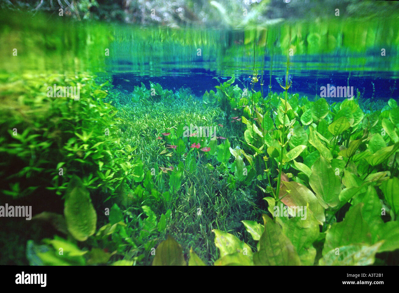 Süßwasserpflanzen im nationalen Süßwasserquelle bewahren Aquario natürliche Bonito Brasilien Stockfoto