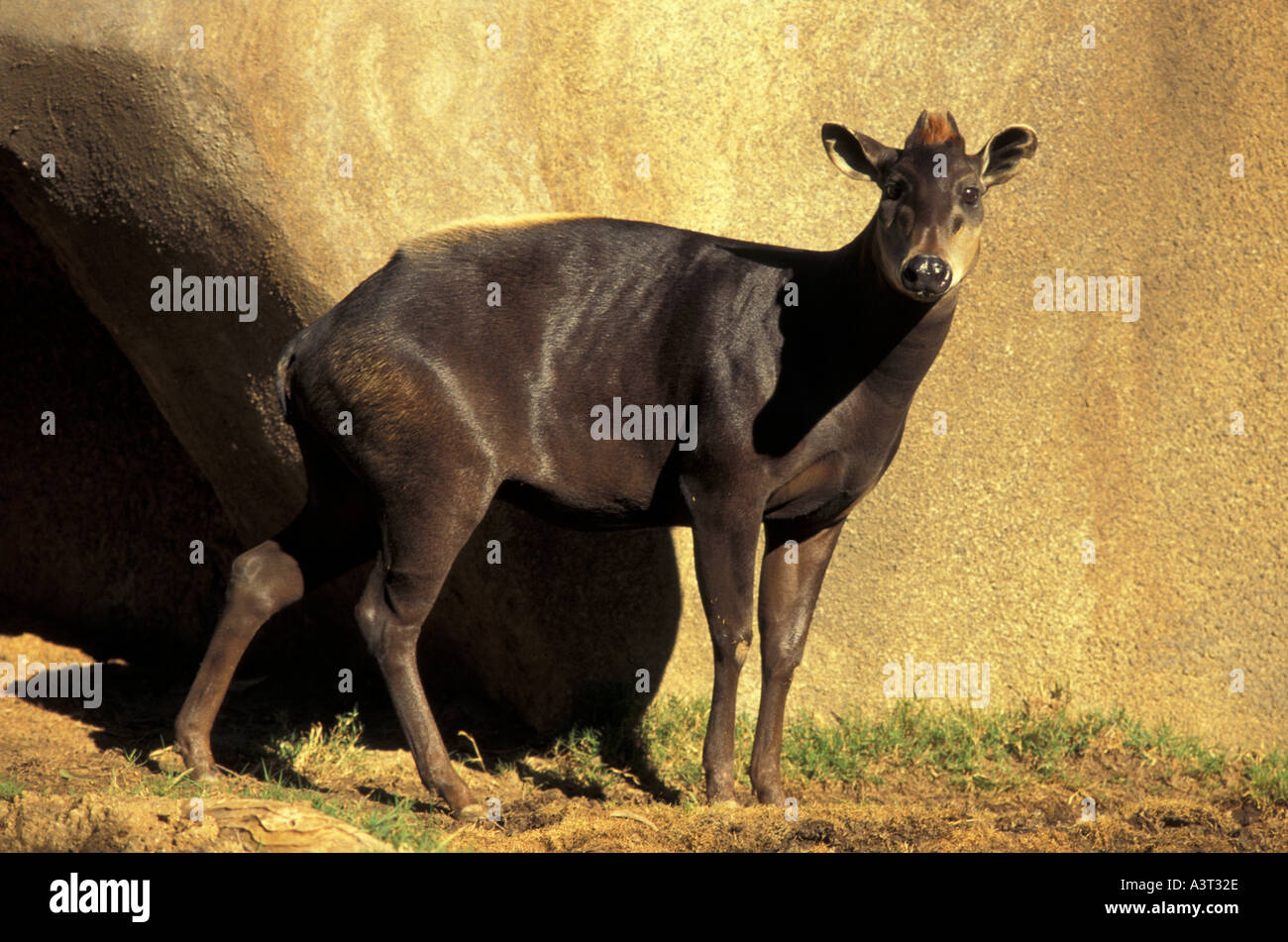 SÄUGETIER-Antilope gelb zurück Duiker Stockfoto