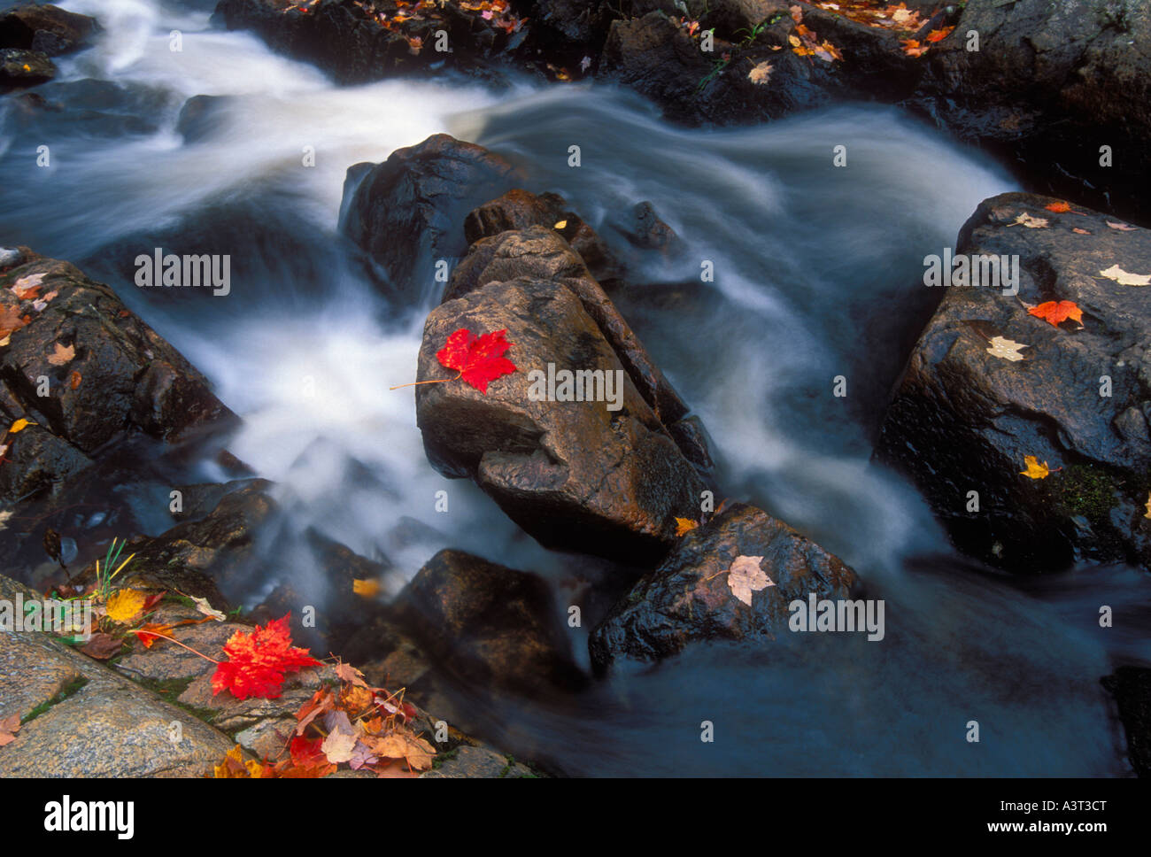 Ahorn-Blätter im Herbst Farbe Gnade Felsen entlang einer schnell bewegenden Abschnitt von Yellow Dog River in der Nähe von Big Bay Michigan Stockfoto