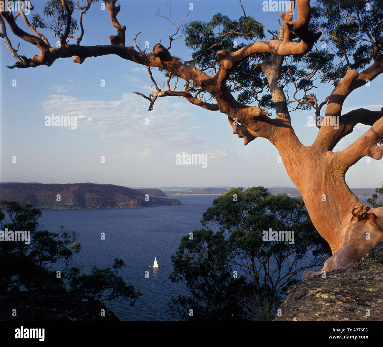 Angophora Baum Pittwater Sydney Australien Stockfoto