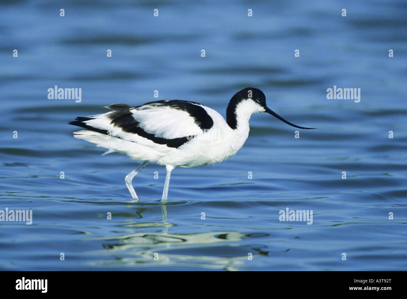 Trauerschnäpper Säbelschnäbler (Recurvirostra Avosetta), jungen auf der Suche nach Nahrung im Wasser, Deutschland Stockfoto