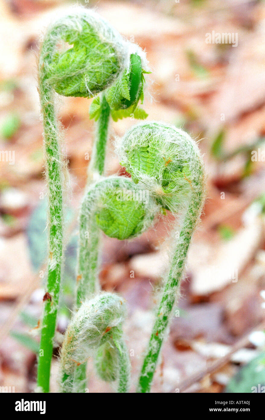 FARN FIDDLEHEADS IM FRÜHJAHR AUF LACHEN WHITEFISH FALLS STATE MALERISCHEN ORT IN DER NÄHE VON MICHIGAN SUNDELL Stockfoto