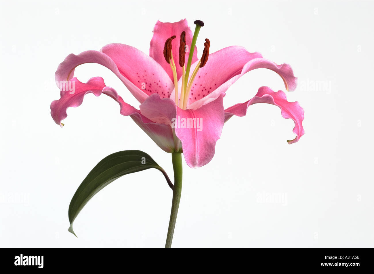 Stargazer Lily vor weißem Hintergrund Stockfoto