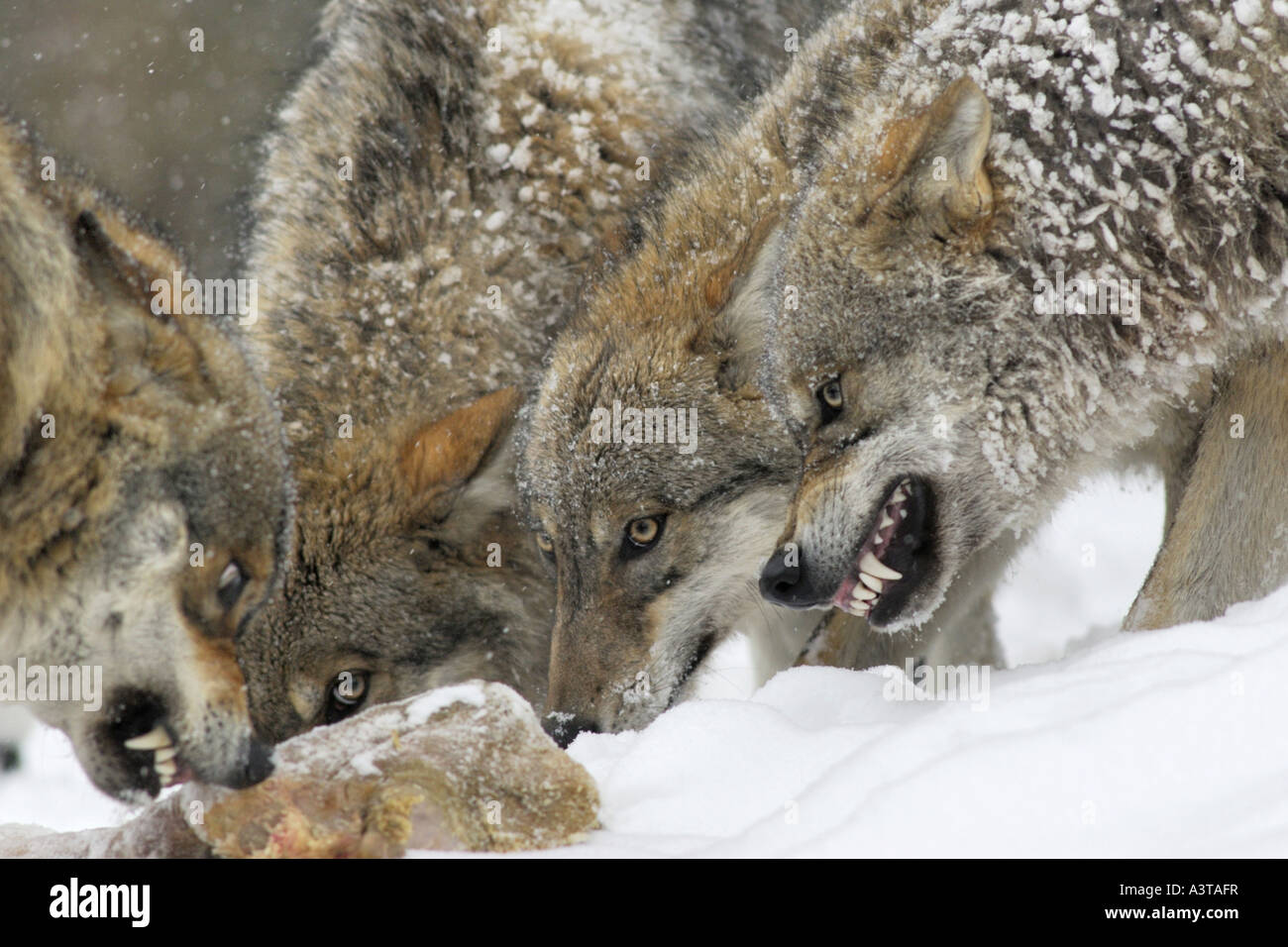 Europäische graue Wolf (Canis Lupus Lupus), soziales Verhalten in einer Packung Stockfoto