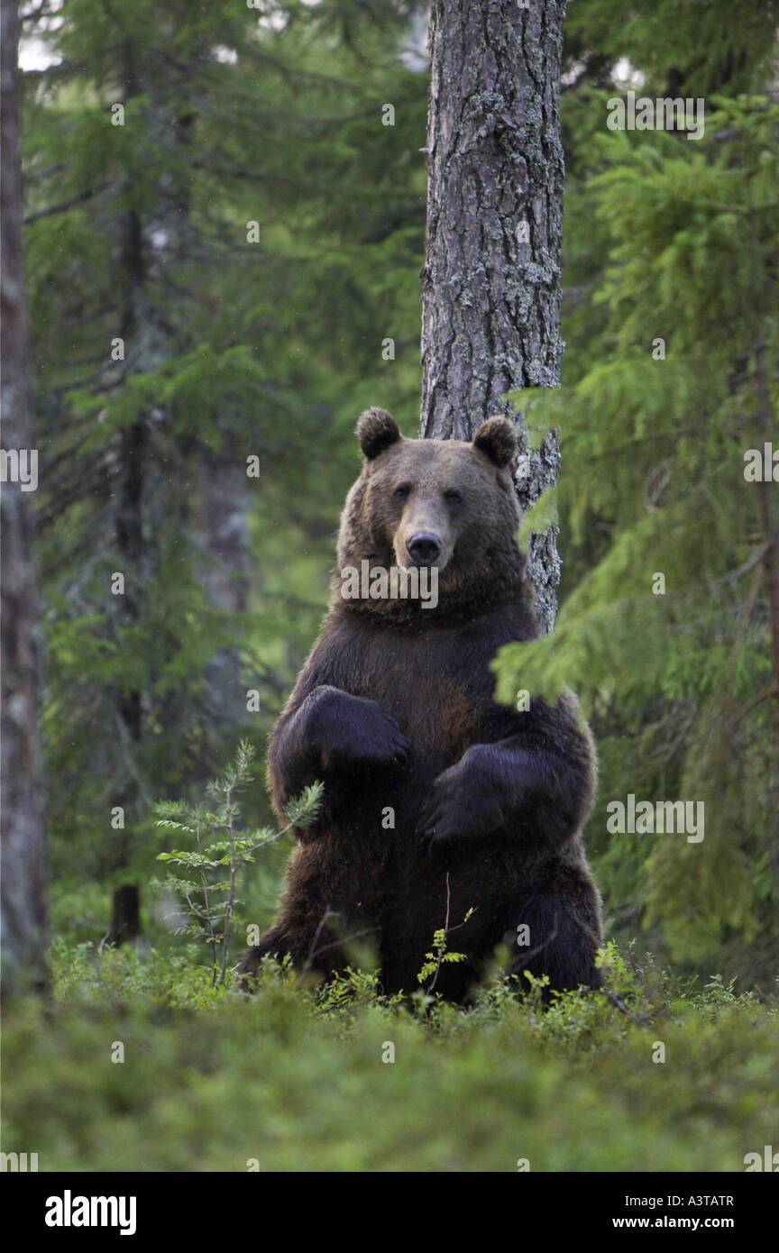 Europäischer Braunbär (Ursus Arctos Arctos), aufrecht Stockfoto